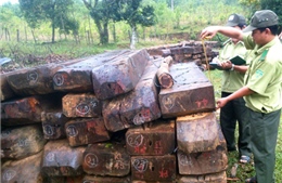 Đình chỉ 7 cán bộ kiểm lâm sau vụ phá rừng Cà Nhông
