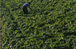 Ngày mùa ở Triều Tiên