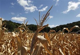 Thiên tai làm nông nghiệp Italy thiệt hại 2,5 tỷ euro 