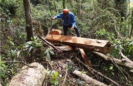Đau lòng gỗ quý khu rừng giáp ranh Đắk Lắk và Gia Lai bị tận diệt