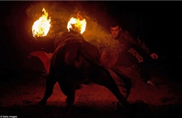 Kinh hãi lễ hội &#39;đốt bò tót&#39; ở Tây Ban Nha