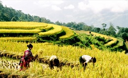 IFAD tài trợ cho Việt Nam 22 triệu USD xóa đói giảm nghèo 