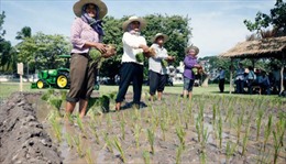 “Sự lột xác” của gạo Campuchia