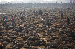 Kinh hãi lễ tế 5.000 con trâu ở Nepal