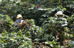 Nâng chất lượng cà phê Việt Nam