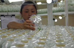 Lâm Đồng phát triển nông nghiệp công nghệ cao
