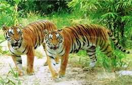 Vườn Quốc gia Pù Mát bàn giao hai con hổ quý hiếm 