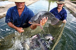 Mỹ Latinh coi nuôi trồng thủy sản là công cụ chống đói nghèo