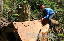 Phóng viên không tiếp cận được hiện trường vụ phá rừng lớn ở Gia Lai