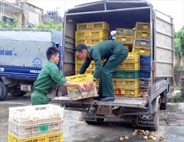 Bắt, tiêu hủy 24.000 con gà giống nhập lậu từ Trung Quốc