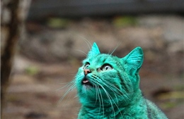 Chú mèo xanh lá cây ở Bulgaria