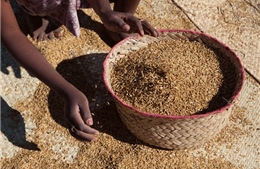 Nguy cơ mất an ninh lương thực gia tăng 