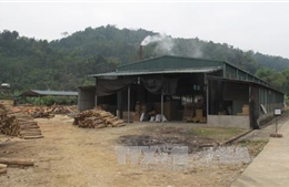 Sản xuất đũa gỗ gây ô nhiễm môi trường