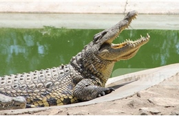 Bắt được cá sấu xổng chuồng gần đập thủy điện Trị An 