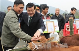 Chủ tịch nước trao tặng bò giống giúp đồng bào nghèo biên giới 