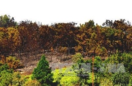 Cháy lớn tại rừng Sóc Sơn, Hà Nội 