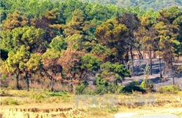 &#39;Bà hỏa&#39; thiêu rụi hơn 4 ha rừng phòng hộ Sóc Sơn