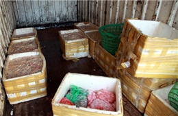 Hưng Yên: Bắt giữ gần 5 tấn lòng lợn thối