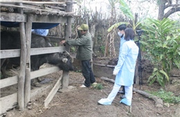 Lạng Sơn chủ động phòng chống đói rét cho gia súc