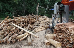 Xác định ưu tiên để tái cơ cấu ngành lâm nghiệp