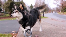 Chú chó khuyết tật chạy nhảy với đôi chân 3D