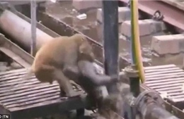 Cảm động chú khỉ cứu sống bạn bị điện giật