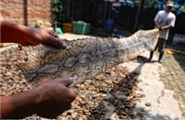 Kinh hoàng trại lột da rắn làm túi ở Indonesia