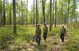 Sống lại rừng xanh nhờ chính sách môi trường rừng 