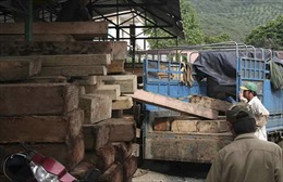 Lâm Đồng: Xe chở gỗ lậu tông chết cán bộ kiểm lâm 