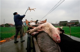 Trung Quốc sa thải 8 quan chức do bê bối thịt lợn bẩn 