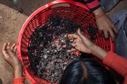 Nghề bắt nhện đen ở Campuchia