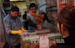 Phát hiện ca nhiễm virus H7N9 ở người tại Trung Quốc