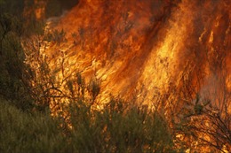 Cháy rừng lan rộng tại miền Nam Australia
