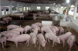 Nghệ An: Bảo vệ đàn gia súc trước nguy cơ của dịch bệnh