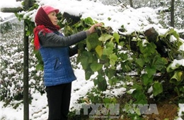 Tuyết đã tan tại Sa Pa, hoa màu gia súc không thiệt hại