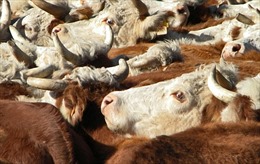 Trung Quốc - thị trường xuất khẩu thịt bò số 1 của Uruguay