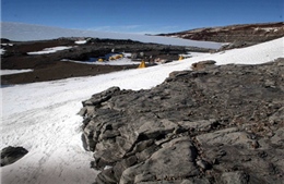 Phát hiện rừng cây hóa thạch tại Nam cực 