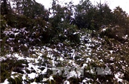 Nền nhiệt Bắc Bộ giảm sâu ở 8-11 độ C