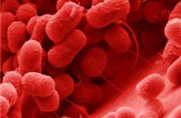 Đức: 5 ca tử vong nghi do nhiễm vi khuẩn đa kháng 