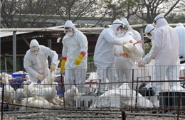 Canada xác nhận thêm một trường hợp nhiễm virus H7N9