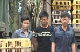 Bắt gần một tấn gà nhập lậu qua biên giới