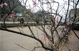 Đào rừng tấp nập xuống phố