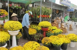 Tấp nập hoa về TP Hồ Chí Minh