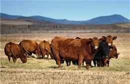 Hàn Quốc tạm ngừng nhập khẩu thịt bò Canada