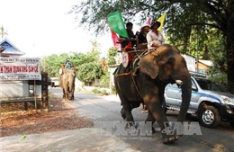 Đầu năm đến Đắk Lắk du lịch trên lưng voi