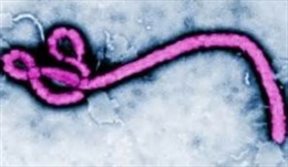 WHO chấp thuận phương pháp xét nghiệm nhanh virus Ebola 