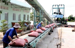 Mua tạm trữ 1 triệu tấn gạo từ ngày 1/3/2015 