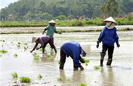 Cấy dặm mùa xuân
