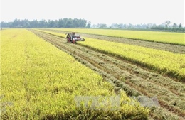 Giá lúa đang tăng dần 