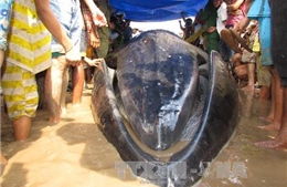 Bạc Liêu: Cá voi 250kg mắc lưới ngư dân 